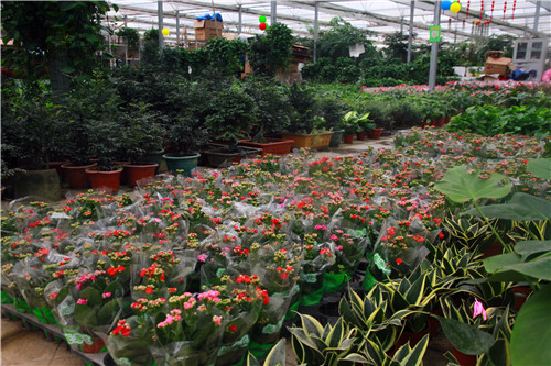 华北最大的花卉市场--肖家营花卉市场!